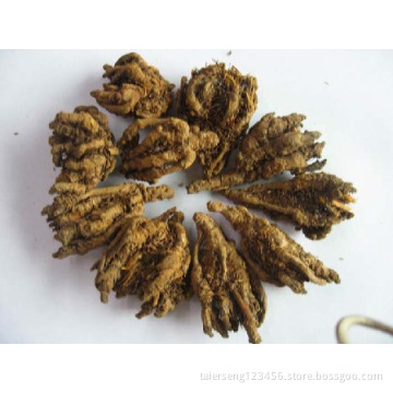 Heated Coptis wholesale factory direct authentic